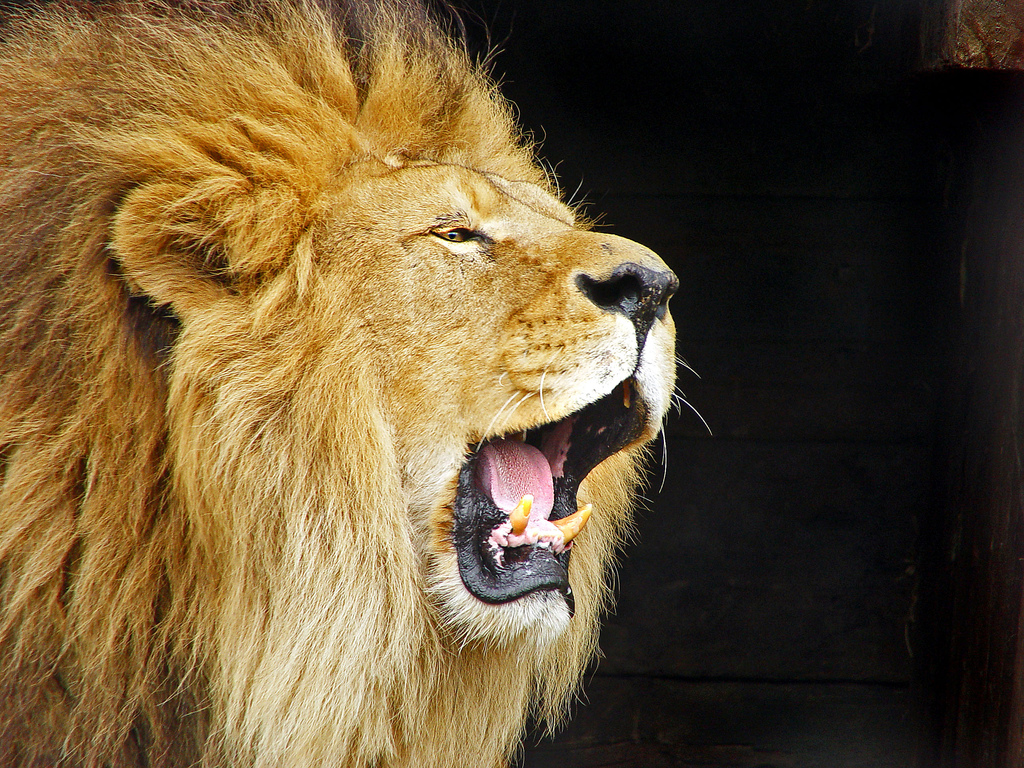 Hear Them Roar: Cecil the Lion Killer Costume On Sale For Halloween 2015