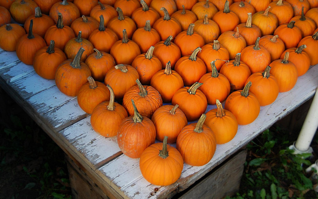 No-Carve Pumpkin Decorating Ideas for Halloween