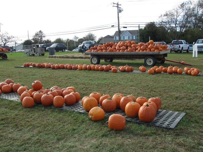 pumpkin picking on LI