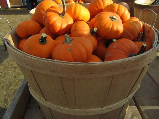 pumpkins in basket