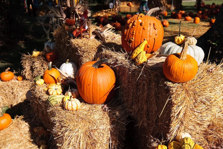 North Carolina Fall Festivals