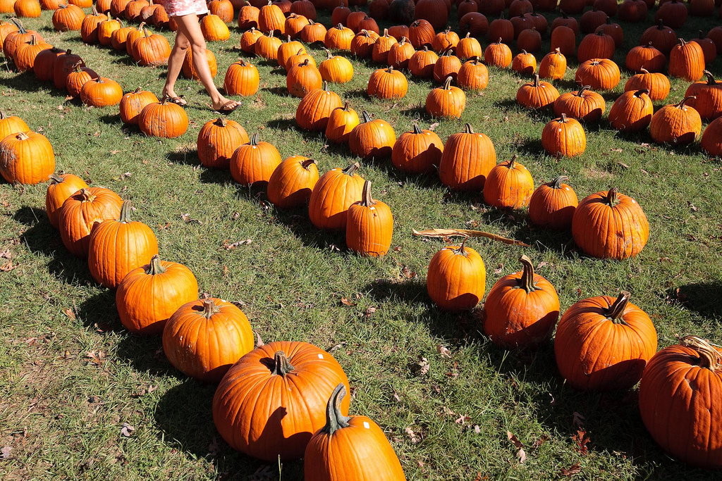 Guide to Halloween in the Albuquerque Area