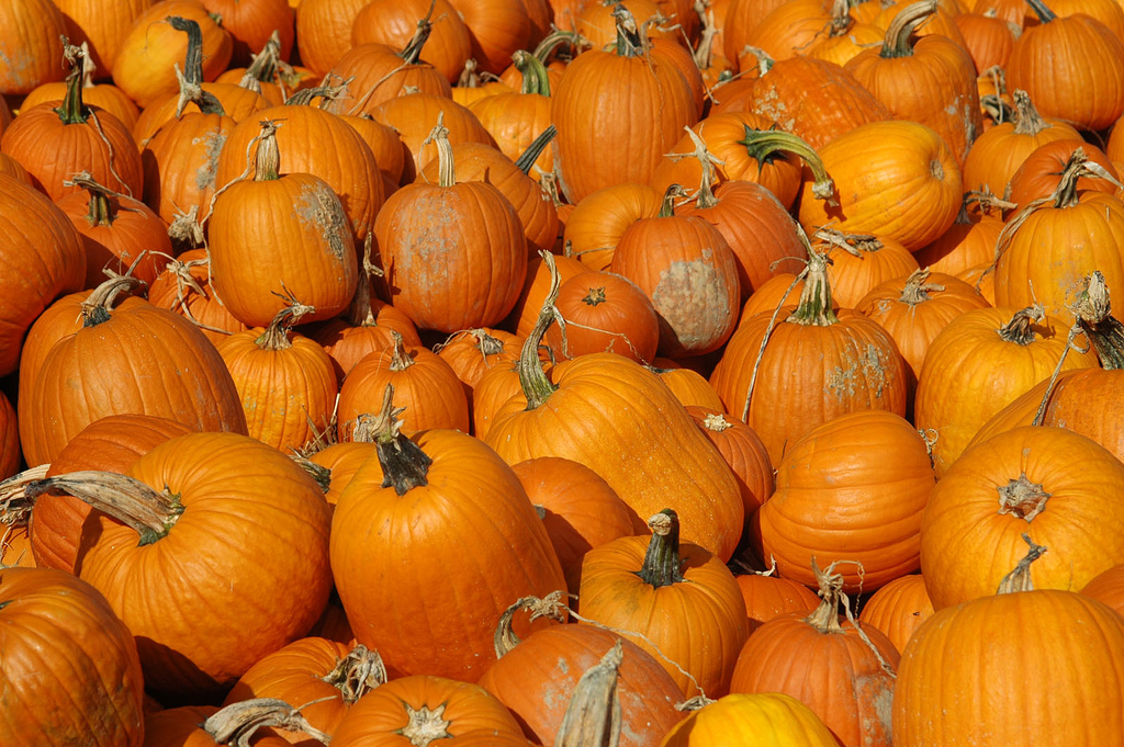 Photo by Scott, via Flickr