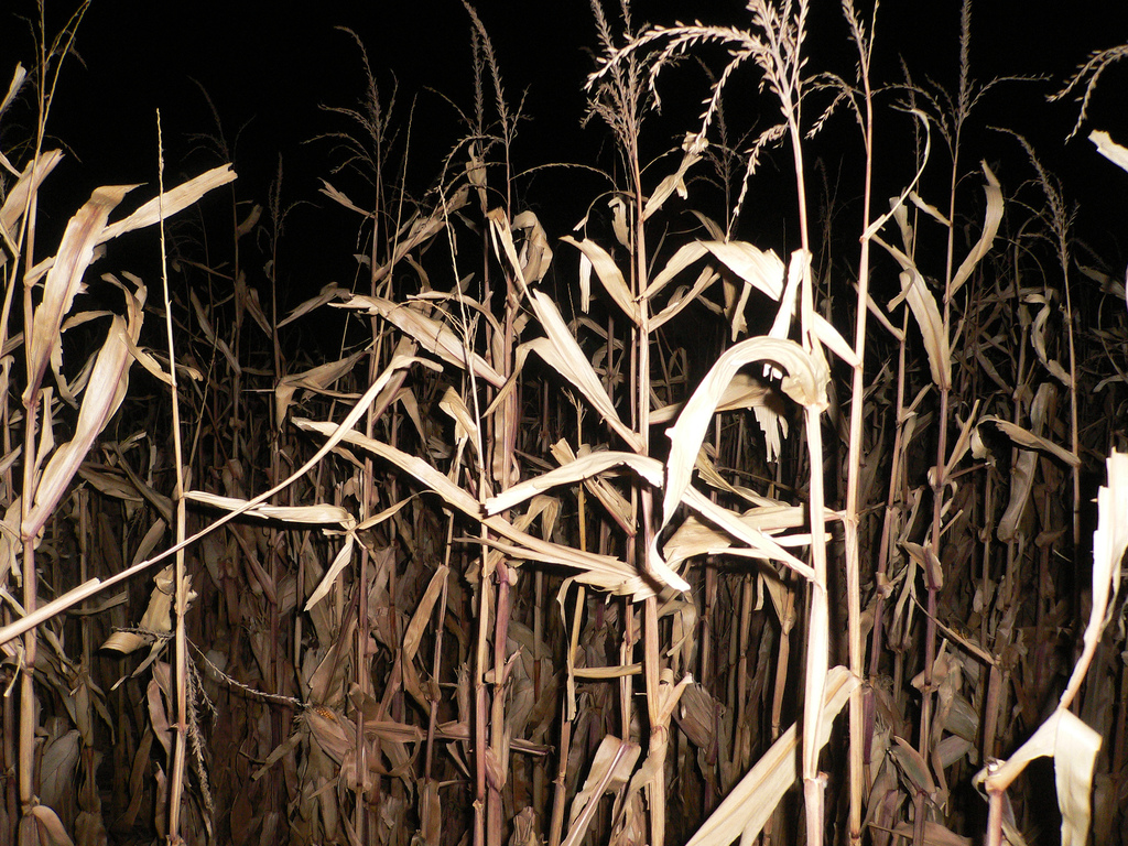 Georgia Haunted Corn Maze Finder Wzrost georgia-haunted-corn-maze-finder-wzrost