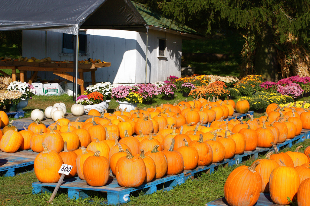 North Carolina Fall Festivals