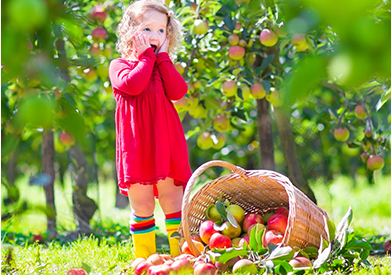 Apple Picking