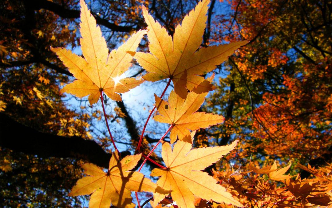 Helpful Tips to Capturing this Year’s Fall Foliage