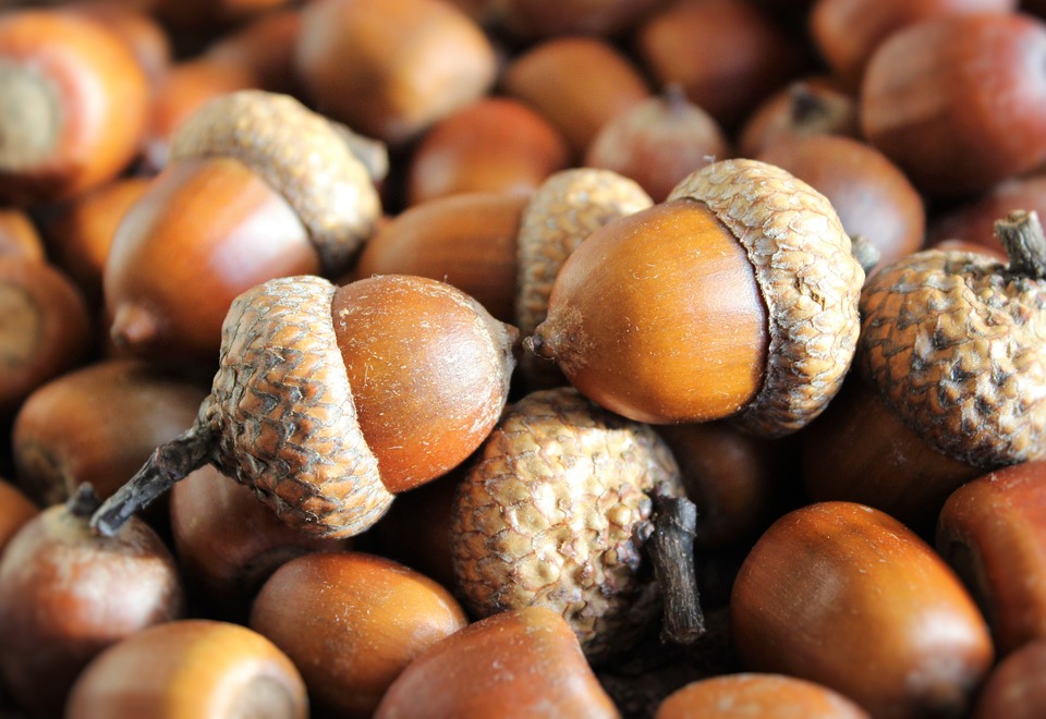 Photo by Klimkin, via Pixabay | https://pixabay.com/en/acorns-seeds-oak-brown-harvest-1013486/