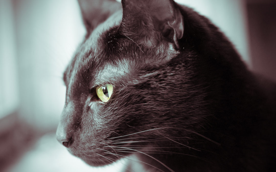 Fun Facts About Black Cats on National Black Cat Appreciation Day
