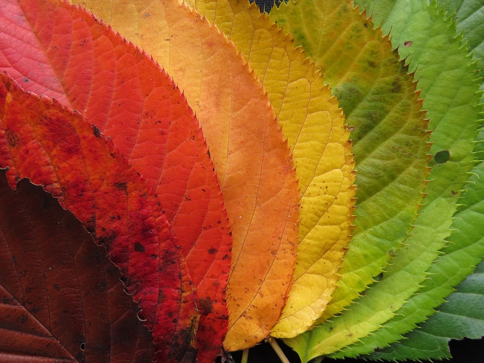 Photo by Bluemorphos, via Pixabay | https://pixabay.com/en/autumn-leaves-fall-leaves-colorful-1486064/