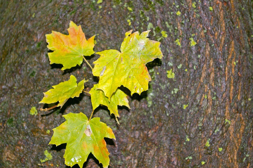 Photo by KRiemer, via Pixabay | https://pixabay.com/en/autumn-maple-leaves-log-green-tree-991064/