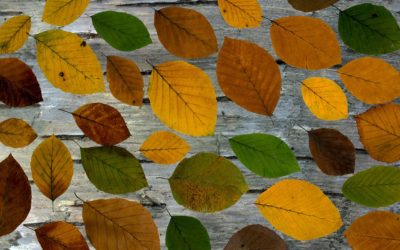 Get into the Fall Spirit with these Festive Leaf Crafts!
