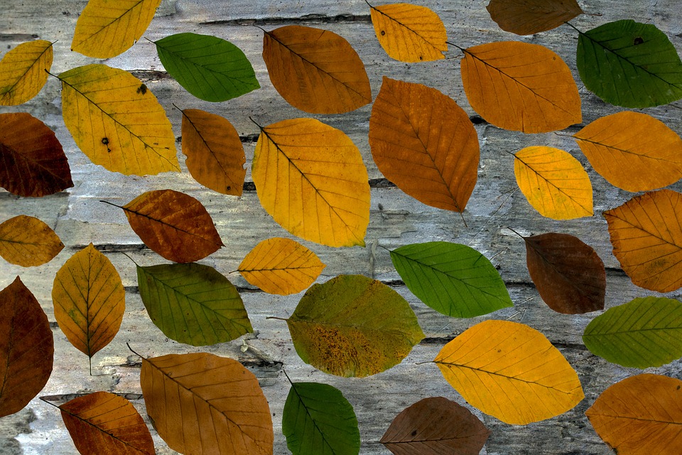 Get into the Fall Spirit with these Festive Leaf Crafts!