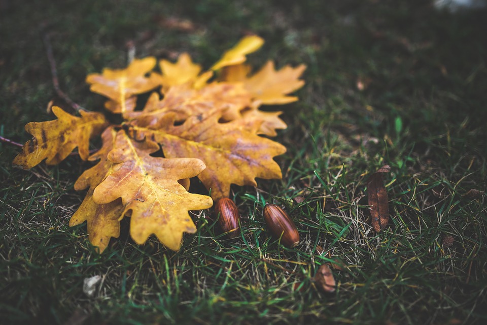 Photo by Kaboompics, via Pixabay | https://pixabay.com/en/leaves-leaf-oak-acorn-yellow-791245/