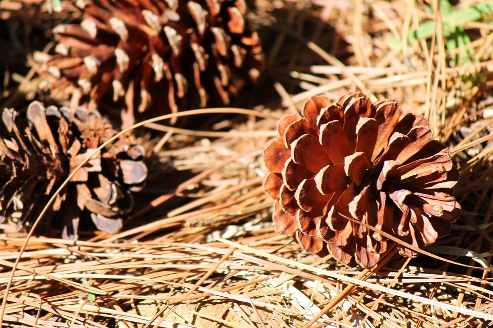 Photo by Musthaqsms, via Pixabay | https://pixabay.com/en/cone-pinecone-seed-fallen-dried-263417/