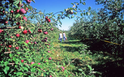 It’s Apple Picking Season! Tips to Picking the Perfect Apples