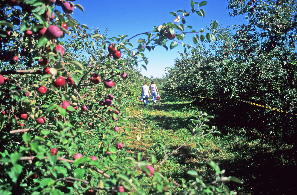 It’s Apple Picking Season! Tips to Picking the Perfect Apples