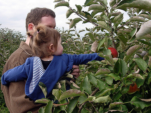 Which Apple is Your Favorite? Guide to Apples of the Fall Season