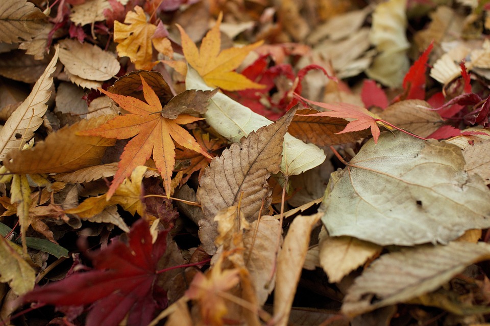 Photo by Unsplash, via Pixabay | https://pixabay.com/en/leaves-autumn-fall-nature-seasonal-984544/