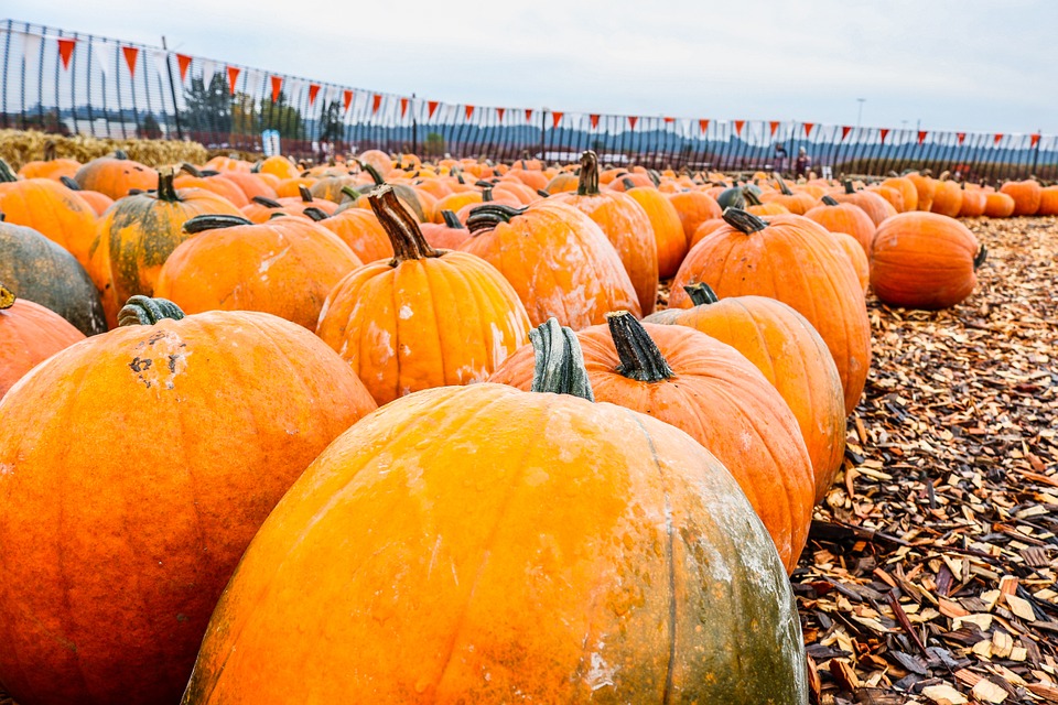 Photo by Olichel, via Pixabay | https://pixabay.com/en/pumpkin-thanksgiving-happy-autumn-979664/