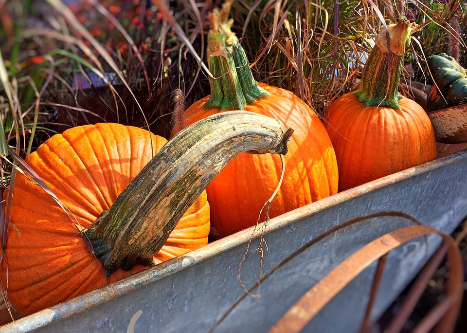 Photo by Wokandapix, via Pixabay | https://pixabay.com/en/fall-autumn-pumpkins-halloween-950443/