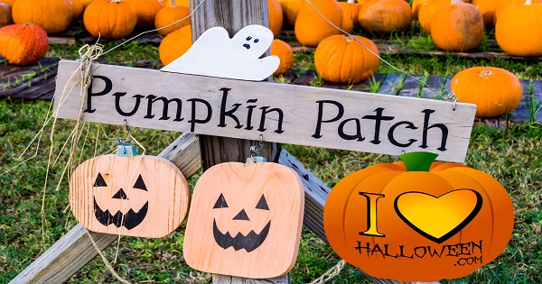 best-pumpkin-patches