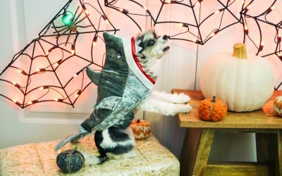 Pet Costume Contest, Free “Boo Bags” at the “Who’s Your Boo?” Event